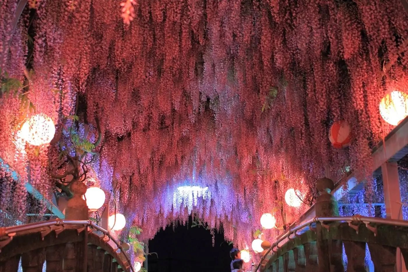 🌸 구로키 등나무(구로키노후지) 이미지 7